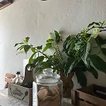 Apartment Rodia *