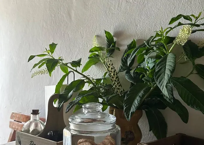 Apartament Rodia *
